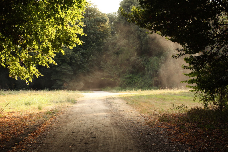 8K, campania, the way forward, boulevard, forest, diminishing perspective, royal park, non-urban scene, photo, growth, direction, landscape, image, caserta