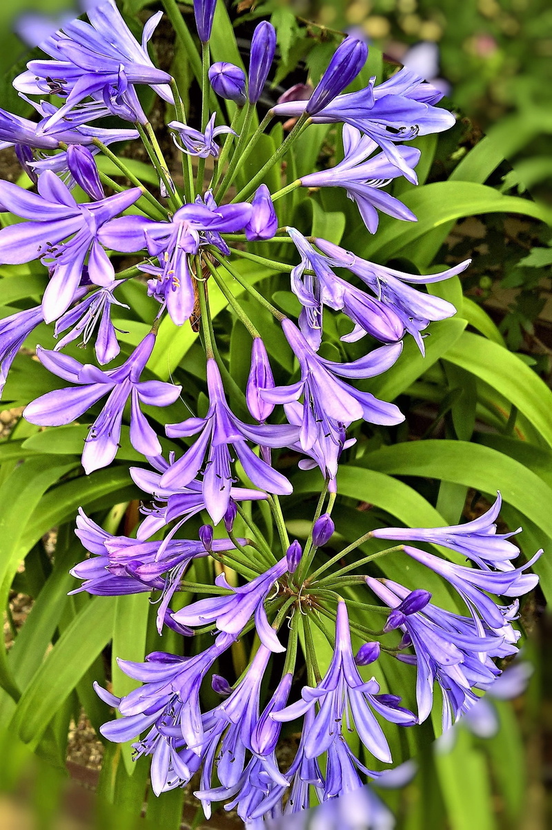 growth, flower head, flowering plant, close-up, flower, focus on foreground, nature, day, garden, flowers, blue flowers, botany, spring, inflorescence