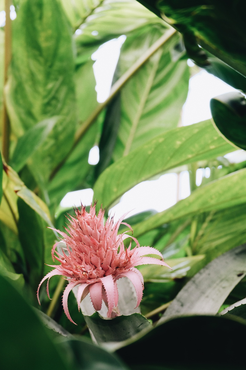 flowering plant, garden, photography, pink color, melbourne, green, flower, plant part, daisies, green color, nature, shift, vulnerability, blossom, leaf