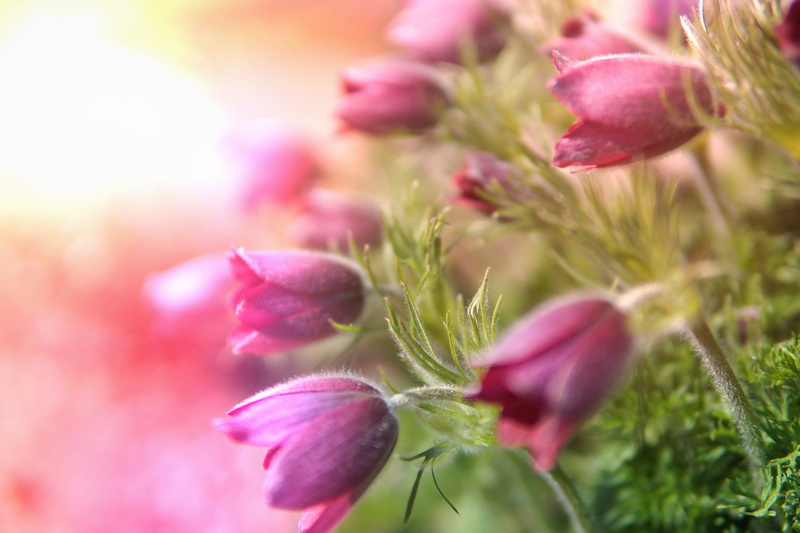 dahlia, edinburgh, outdoors, flowering plant, flora, inflorescence, ornamental garden, beauty in nature, pink, blossom, soft focus, springtime, close-up