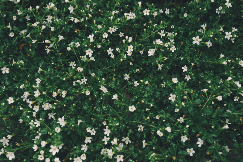 petal, vegetation, leaves, bed, greenery, aster, nature, daisy, stem, flower, daisies, plant, flowering plant, full frame, outdoors, canada, geranium, blossom