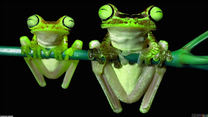 amphibian, food and drink, representation, frog, close-up, 1080P, one animal, studio shot, animals, nature, animal themes, animal wildlife, healthy eating