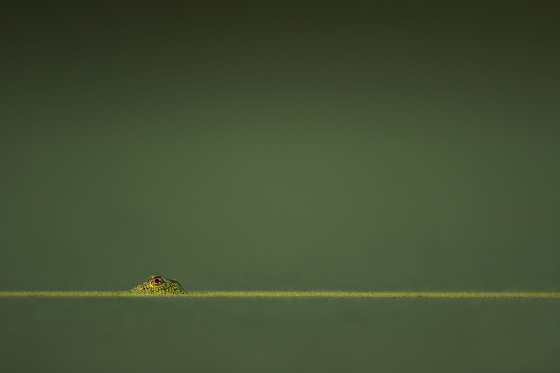 environment, green, animal wildlife, colored background, animal themes, amphibian, shot, no people, nature, low angle, macro, frog, animals in the wild
