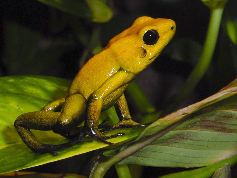nature, rainforest, yellow, leaf, animals in the wild, exotic, one animal, insect, plant part, invertebrate, amphibians, water, animal wildlife, poison frog