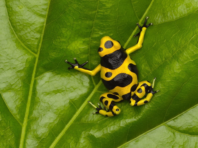 leaf, animals In The Wild, wildlife, small, biology, outdoors, tree Frog, no people, amphibian, frog, animal wildlife, one animal, nature, plant part, forest