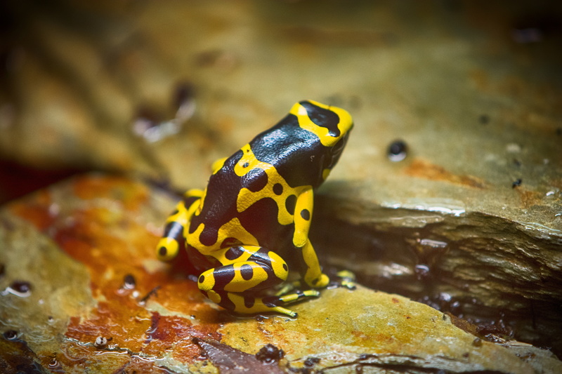 stone, toad, frog, animals in the wild, undersea, marine, animal, animal themes, vertebrate, 5K, sea, zoology, close-up, animal wildlife, underwater, one animal