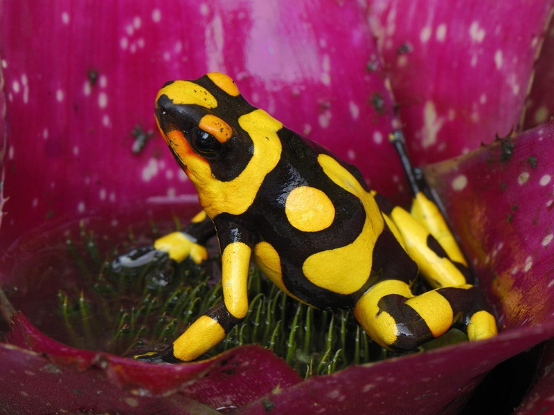 frog, yellow, close-up, grass, flower, invertebrate, red, beauty in nature, water, one animal, vertebrate, focus on foreground, outdoors, black, animal themes