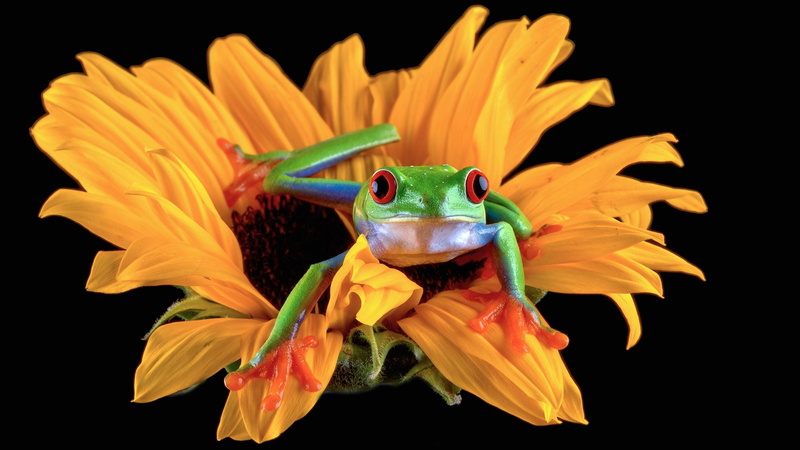 Nikon D810, eyed, yellow, f2.8, forest, Sunflower, Hello. Its Me, red, closeup, Light, red eyed tree frog, Its Me Again, amphibian, Explored, Captive, 2K