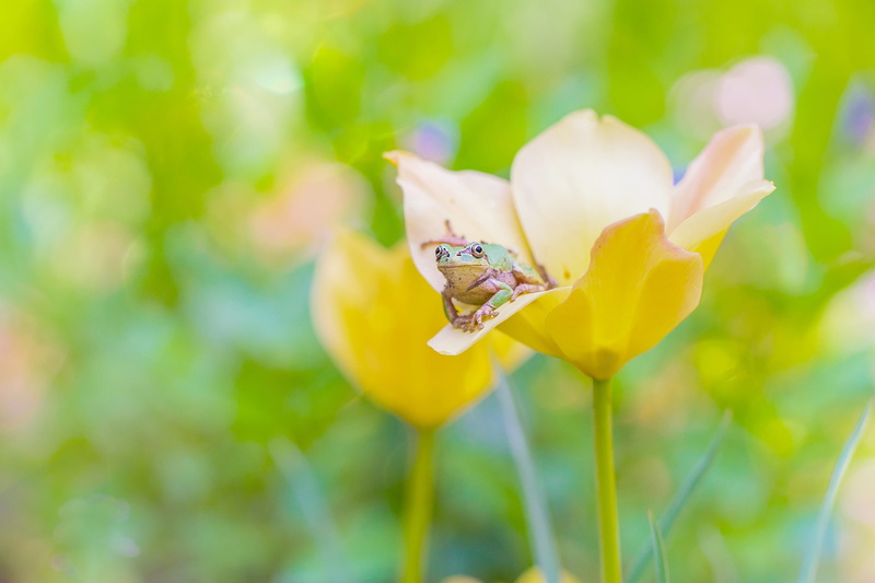 Macro, 2K, Yellow Flower, Frogs, Wildlife, Frog, Flower, Amphibian, Tulip