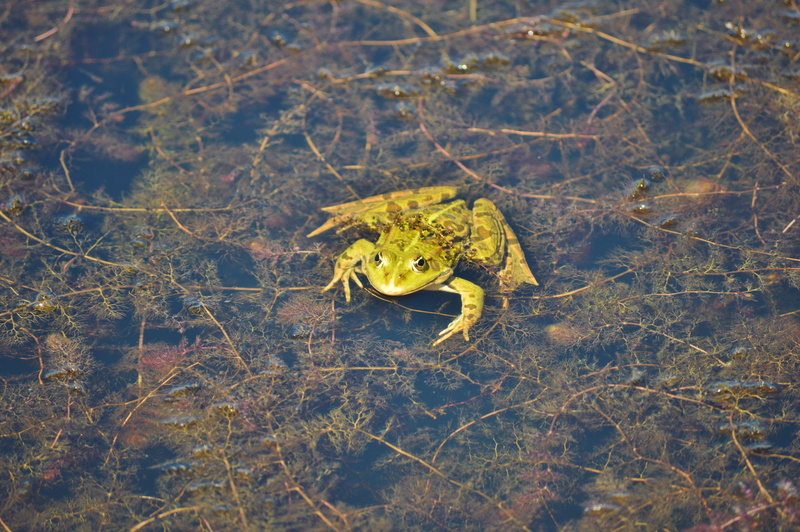 5K, no people, Frog, Garden Pond, animal, one animal, animals hunting, animals in the wild, swamp, camouflage, high angle view, aquatic animal, outdoors