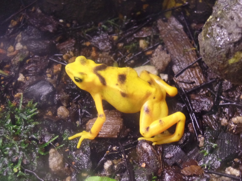 day, marine, 4K, animal, yellow, swimming, animal themes, water, frog, animals in the wild, no people, animal wildlife, forest, vertebrate, plant, sea