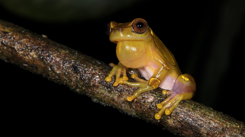 yellow, black background, sitting, bubble, pose, look, branch, 4K, night, dendrobates, eyes, legs, frog