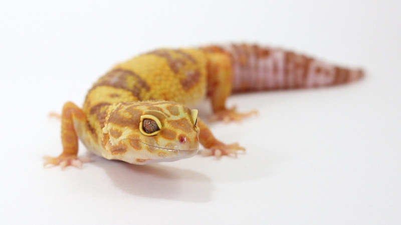 leopard geckos, gecko, white background, reptiles, 1080P