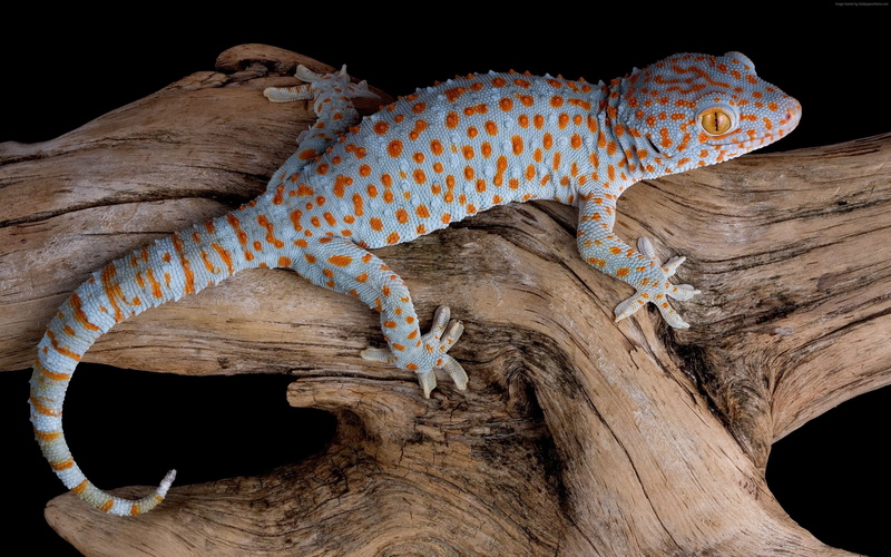 4K, lizard, reptile, Gecko