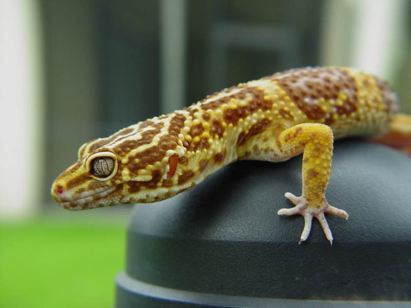 one animal, animal scale, animals in the wild, lizard, green color, animal, reptile, animal themes, 2K, animal wildlife, no people, vertebrate, focus on foreground