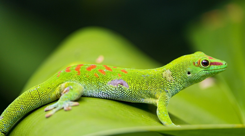 vertebrate, animal wildlife, profile view, reptile, day, gecko, environment, one animal, focus on foreground, side view, close-up, selective focus, no people