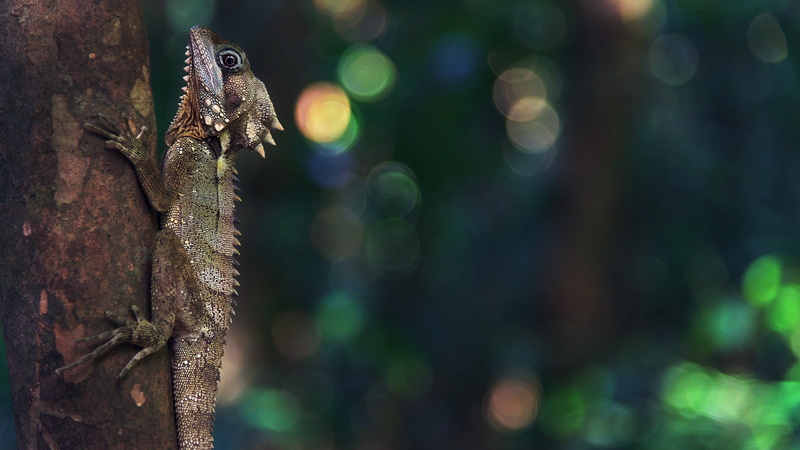 Ultra  HD, 4K, gecko, animals, wood, nature