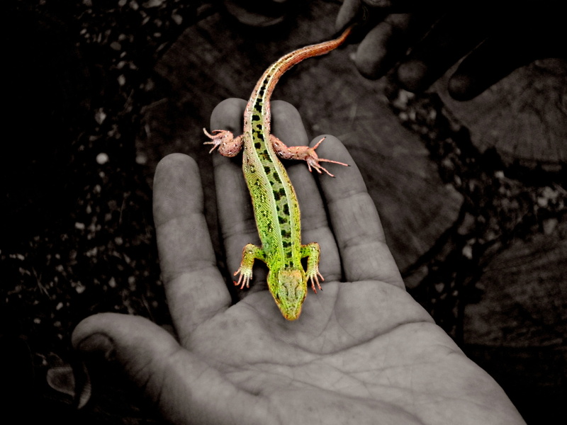 human hand, plant part, animal wildlife, black, animals in the wild, human body part, 4K, one person, green, hands, hand, leaf, reptiles, outdoors, nature