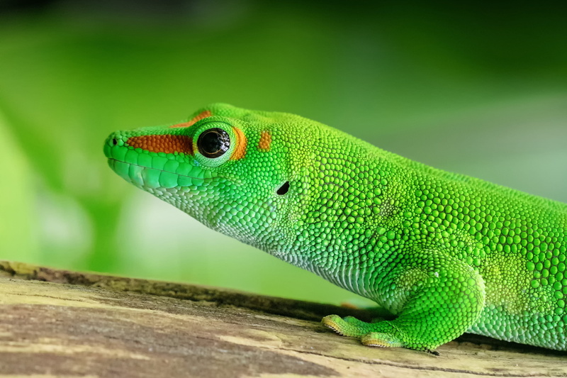 close-up, focus on foreground, selective focus, 2K, wood - material, nature, animal scale, animal body part, side view, one animal, animal, green color