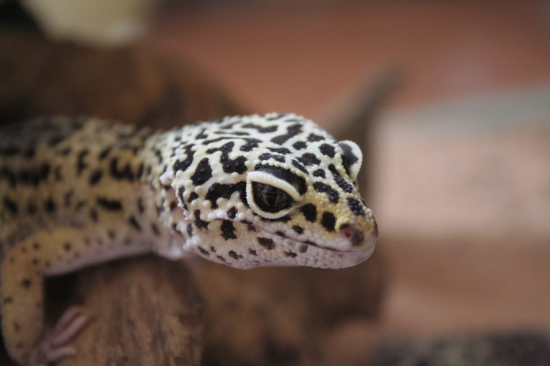 2K, geko, one animal, reptile, animals in the wild, gekko, animal eye, animal themes, eye, gecko, geckos, no people, animals in captivity, nature, leopard geckos