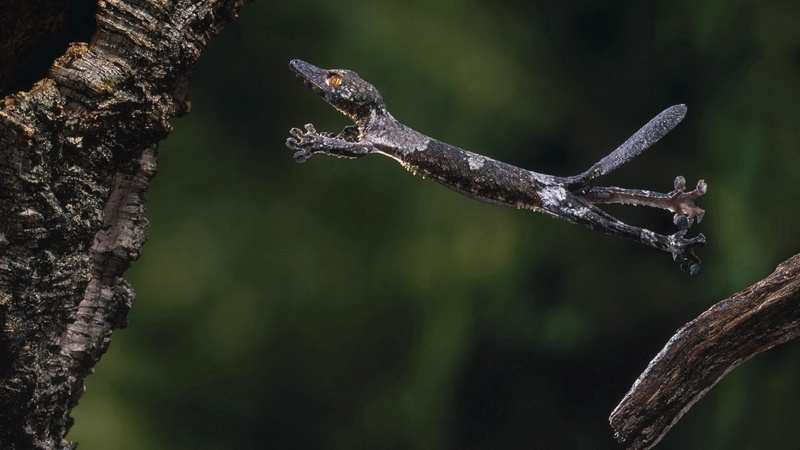leaf, vertebrate, 1080P, animals in the wild, day, gecko, plant, animal, tree, nature, bird, animal wildlife, black, tree Trunk, close-up, green Color