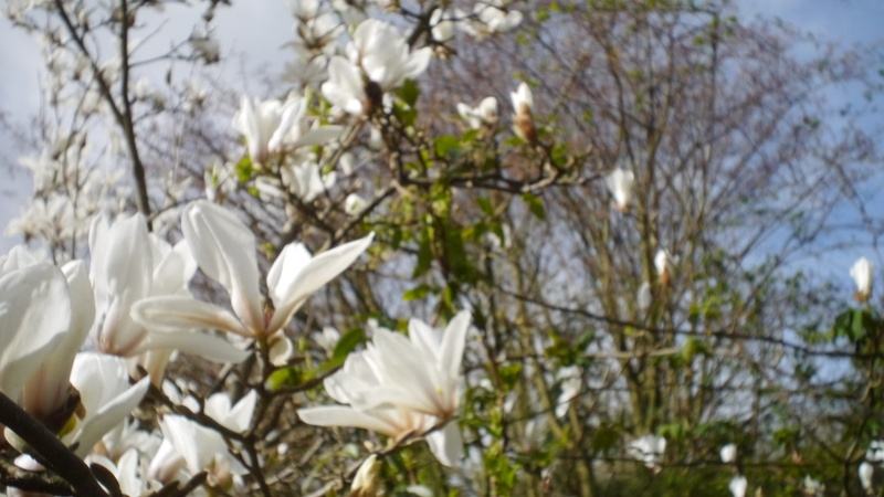 flower, no people, tree, plant, 4K, united kingdom, petal, focus on foreground, springtime, white color, inflorescence, freshness, vulnerability, beauty in nature