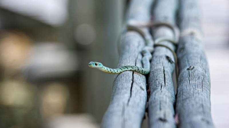 depth of field, tree trunk, 1080P, outdoors, animal wildlife, poisonous, no people, tree, branch, lizard, animal head, reptile, one animal, floral, snake