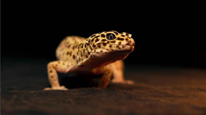 leopard gecko, 720P