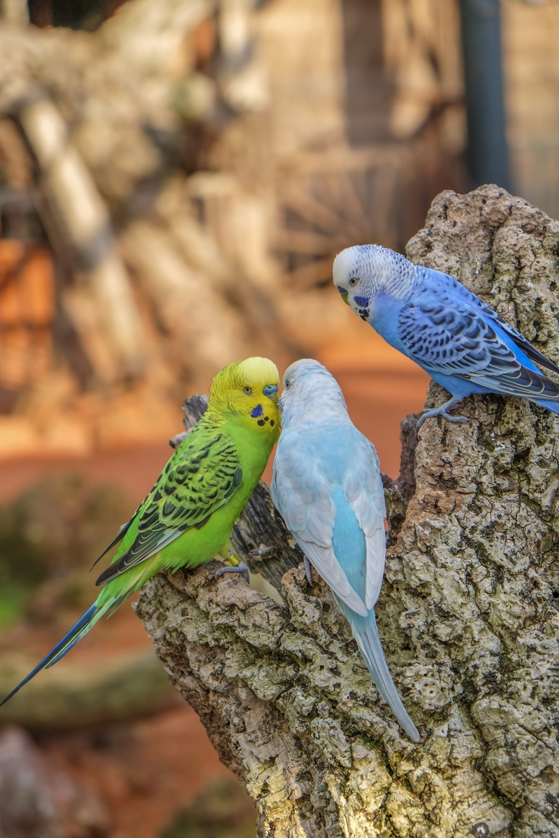 day, group of animals, vertebrate, budgerigar, animal, perching, parakeet, parrot, blue, animal themes, animal wildlife, outdoors, animals in the wild