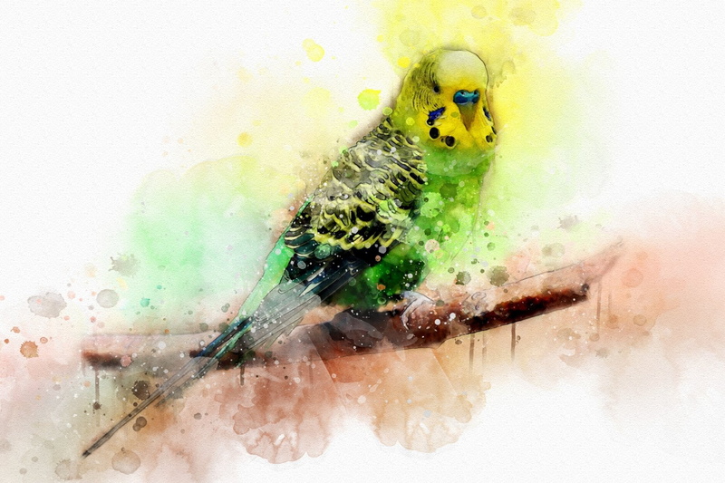 Birds, Parrot, Budgerigar, Bird, Artistic, Watercolor, 1080P