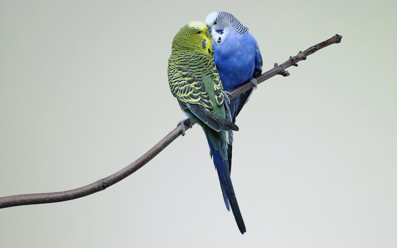 Bird, Budgerigar, Birds, Parrot, Budgerigars, Animal, 1080P