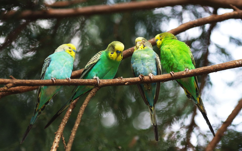 Budgerigar, 1080P, Birds