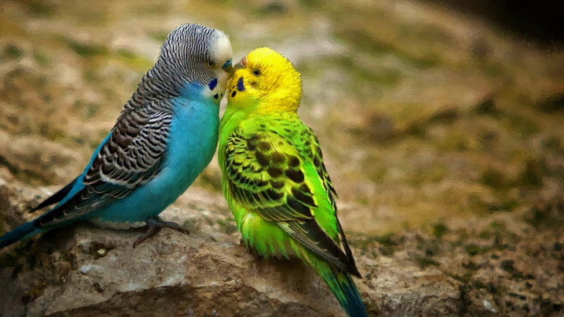 budgies, togetherness, animal wildlife, yellow, perching, animals in the wild, nature, no people, budgerigar, day, 1080P, outdoors, focus on foreground