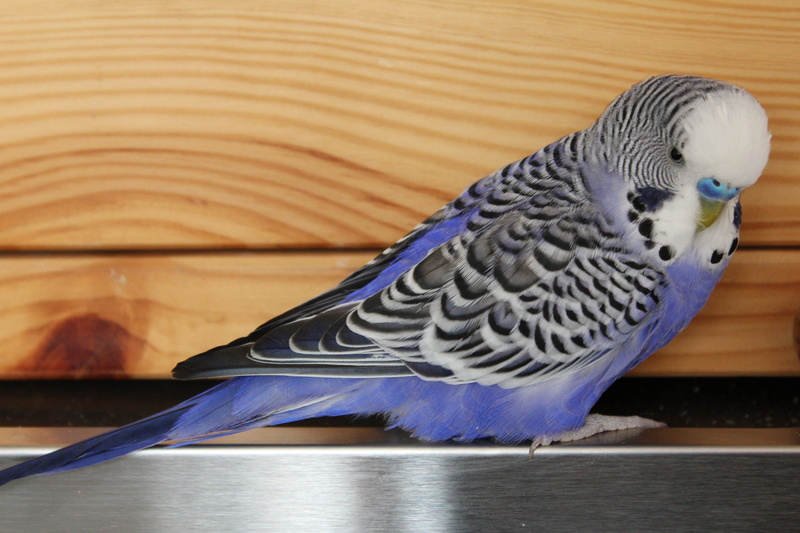 parrot, budgerigar, domestic, pet, parakeet, nature, bird, feather, male, budgie, australian, close-up, wood, wood - material, white, chirp, animals in the wild