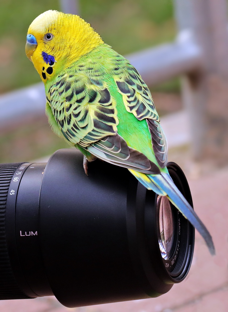 bird, environmental conservation, day, animal themes, ziervogel, parakeet, animal world, wildlife photography, lens, beak, green-yellow bird, outdoors