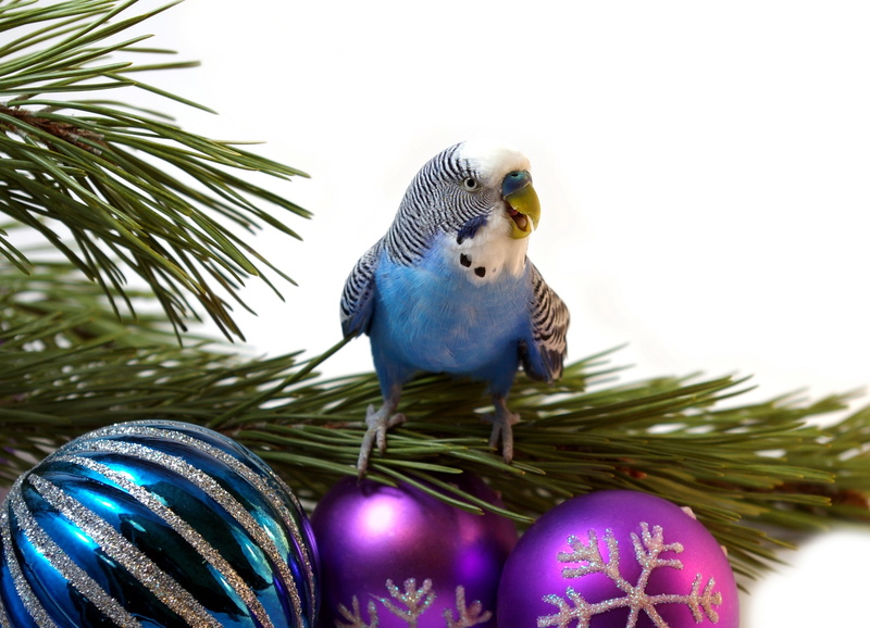 christmas ornament, bird, Christmas, budgerigar, white background, animal wildlife, wavy parrot, Parrot, nature, vertebrate, holiday, indoors, christmas tree
