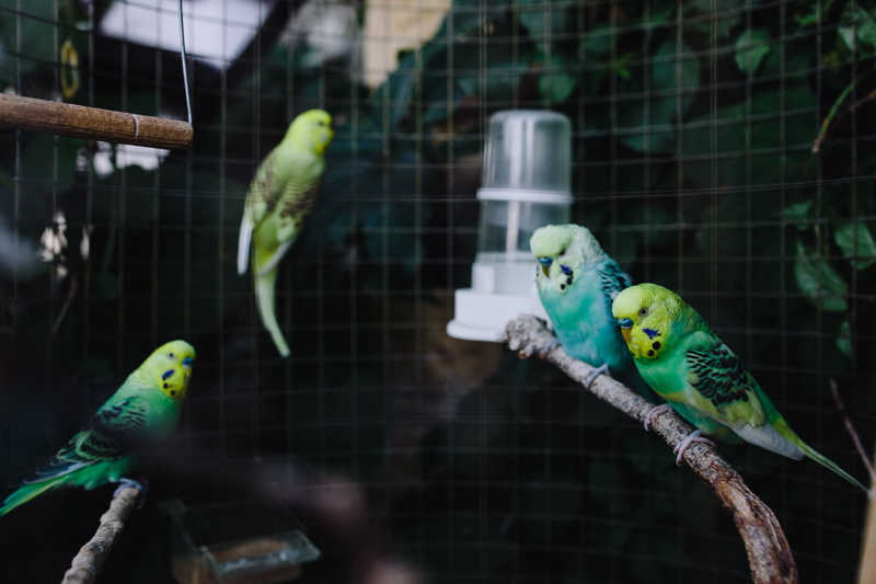 budgerigar, feather, two animals, animal themes, day, outdoors, bird, green Color, animals in the wild, cage, vertebrate, domestic, budgie, wildlife, 5K