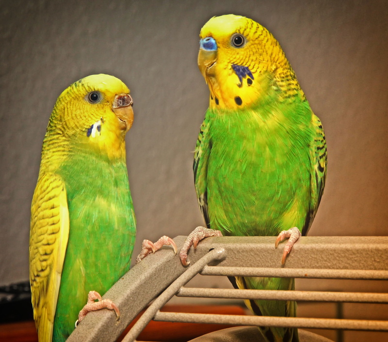 pets, yellow, no people, budgie, animals in the wild, outdoors, bird, animal world, parakeets, cage, colorful, pair, green, creature, parrot, domestic