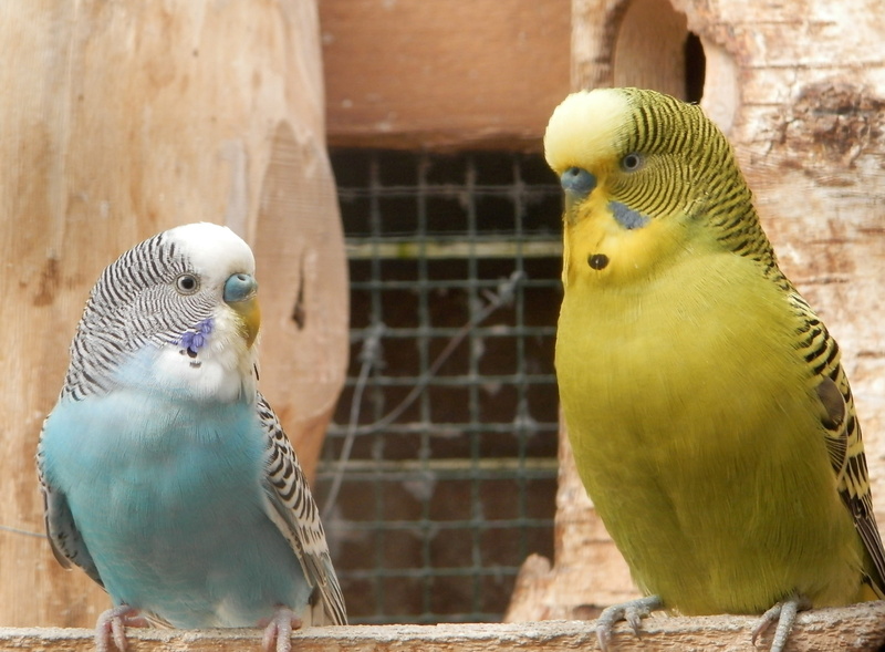 pair of parakeets, wood, couple of birds, animals in captivity, focus on foreground, birdcage, no people, animals in the wild, budgerigar, cage, day, nest