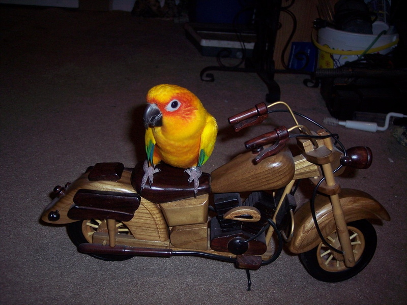 funny, animals, yellow, bird, brown, wooden, sun, touring, 1080P, budgerigar, motorcycle, miniature, figurine