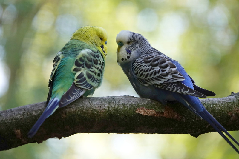 animal themes, blue, group of animals, pair, togetherness, parakeet, cute, bill, entertainment, perching, budgie, focus on foreground, nature, community