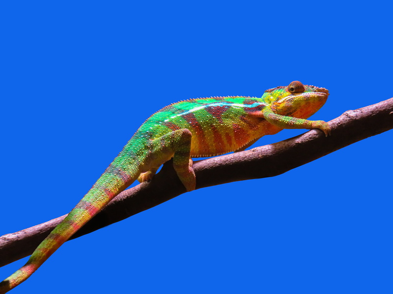 copy space, animal, colorful, animal wildlife, reptile, no people, nature, 5K, animal scale, sky, chameleon, one animal, clear sky, branch, profile view