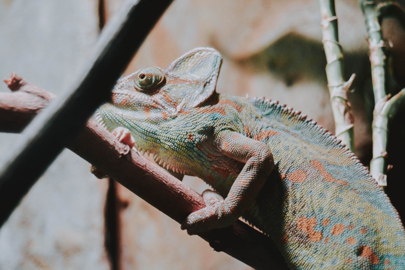 ocelot, detail, outdoors, iguana, chameleon, animal scale, focus on foreground, branch, one animal, 5K, sunlight, chamelion, animal wildlife, vertebrate