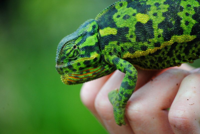 animal, hand, green color, anole, one animal, close-up, animal wildlife, 2K, unrecognizable person, real people, animal head, pretoria, wildlife, amphibian