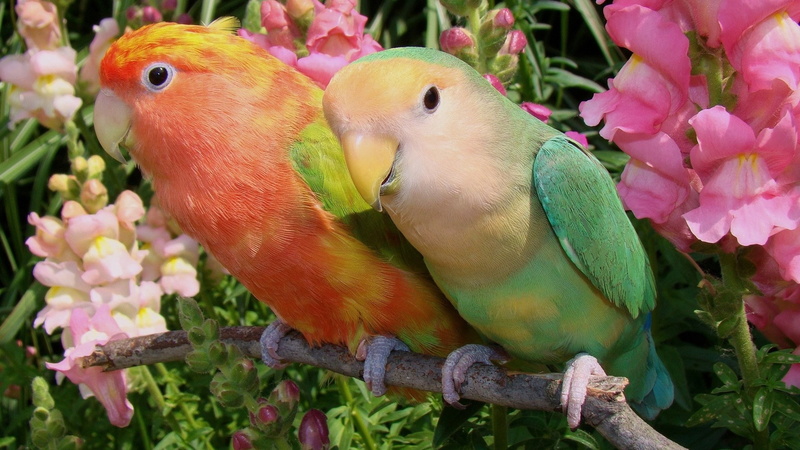 parrot, multi colored, two animals, 1080P, animal themes, flower, pink color, animals in the wild, perching, bird, close-up, vertebrate, animal family