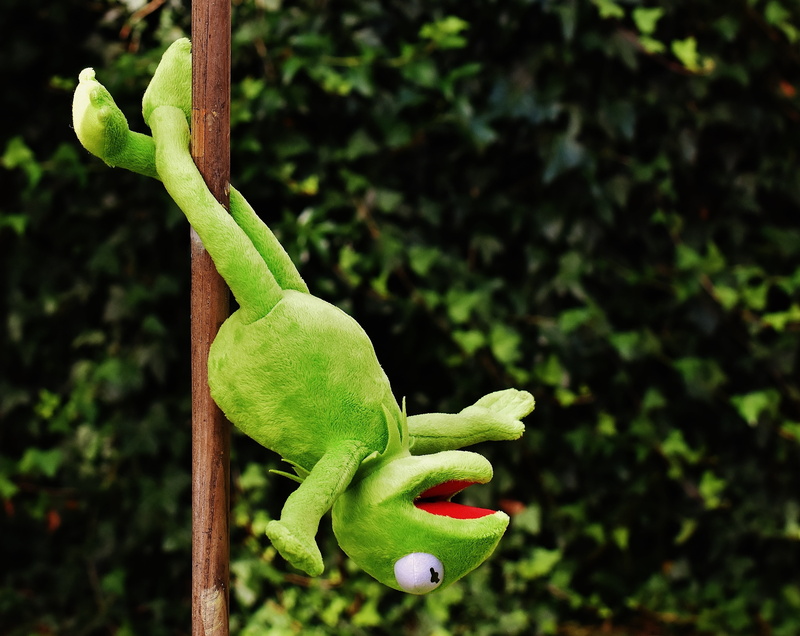 kermit, plant part, leaf, beauty in nature, cute, reptile, kermit frog, frogs, stuffed animal, 4K, animal, one animal, focus on foreground, plant, no people