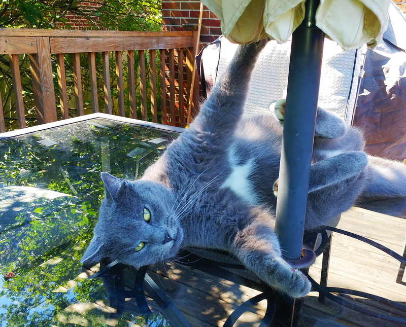 animal, pet, no people, Playful, domestic Cat, domestic, one animal, animal themes, kitty, nature, cute cat, whisker, gray, wood - material, 2K, funny