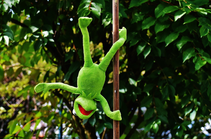 frogs, green, figure, animals in the wild, animal, toys, soft toy, plant, no people, growth, plush, close-up, day, leaf, frog, plant part, 5K, plant stem