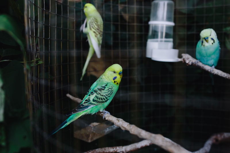 sweet, pet, animal themes, branch, budgies, colorful, perching, bird, animals in the wild, cage, two animals, group of animals, birdcage, animal wildlife