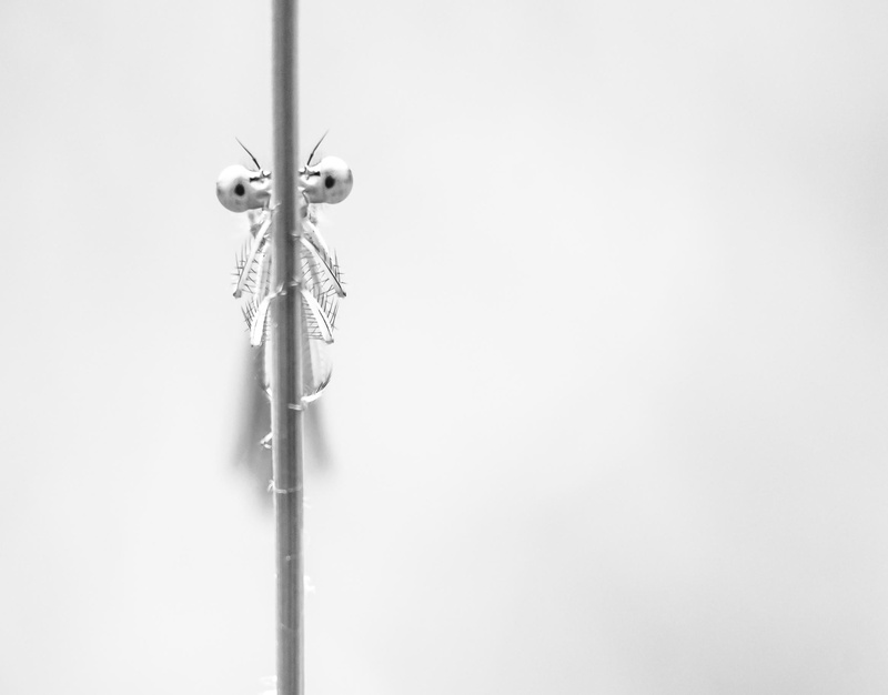High Key, BW, photoshop  Lightroom, accessory, mm, f4.0, dragonfly, une, NB, stainless steel, NIKKOR, Nikon  D750, steel, close-up, serene, macro, portrait